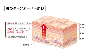 美容鍼は月一の施術でも効果が出る？町田のBIHADAが詳しく解説する内側からの美容法とは |BIHADAエステ＆美容鍼灸